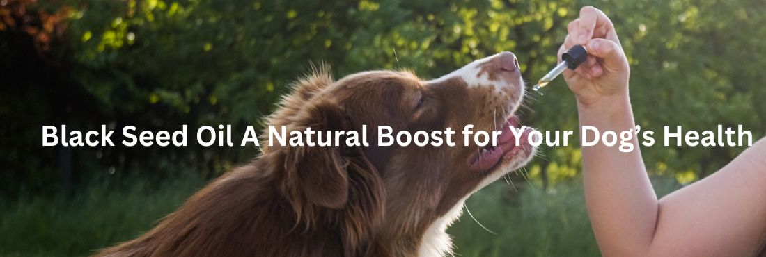 Black Seed Oil for Dogs: A Natural Boost for Your Dog’s Health