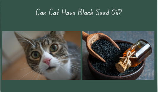 Can Cats Have Black Seed Oil